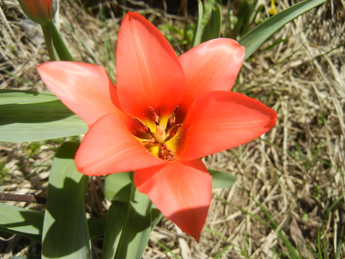 Tulipa Toronto (2015, April 05)