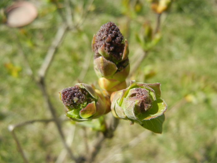 Lilac Ruhm von Horstenstein (`15,Apr.03)