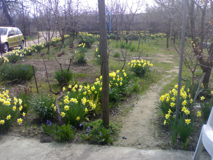 050420153858 - Gradina cu flori