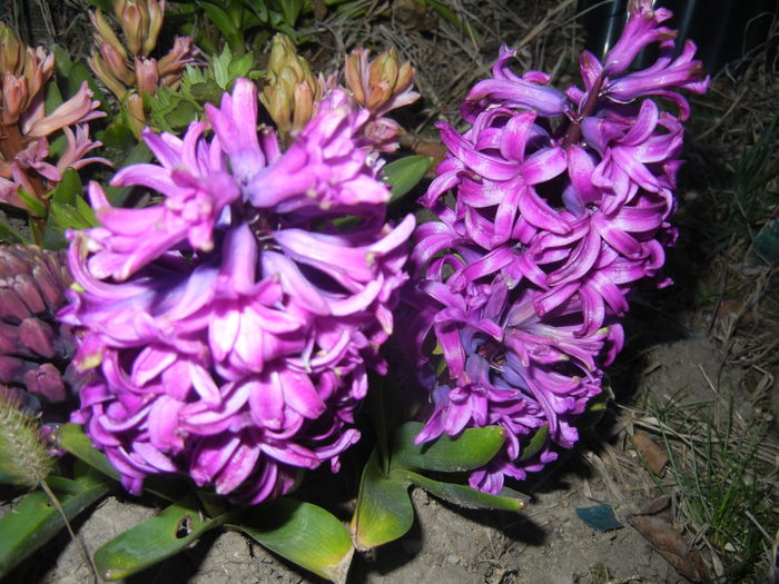 Hyacinth Purple Sensation (2015, Apr.04)