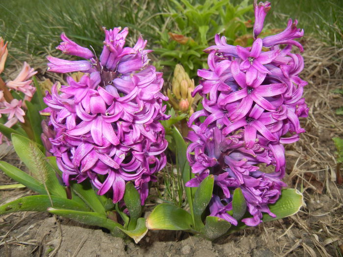 Hyacinth Purple Sensation (2015, Apr.04)