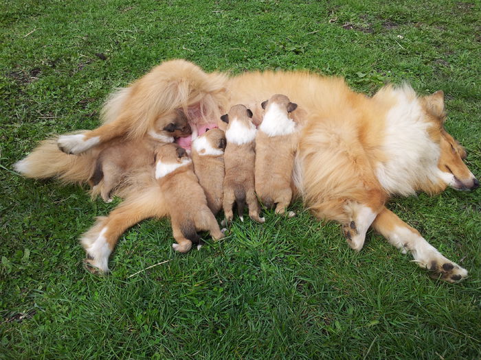 20150405_143417 - PUI DE COLLIE ROUGH