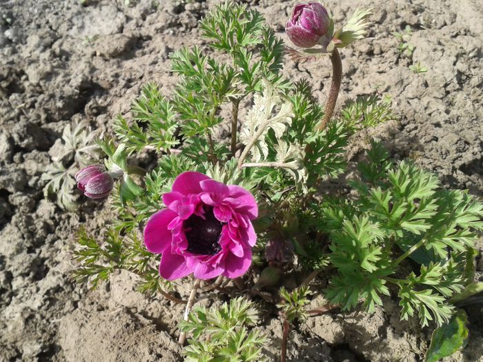 20150405_152004 Anemone