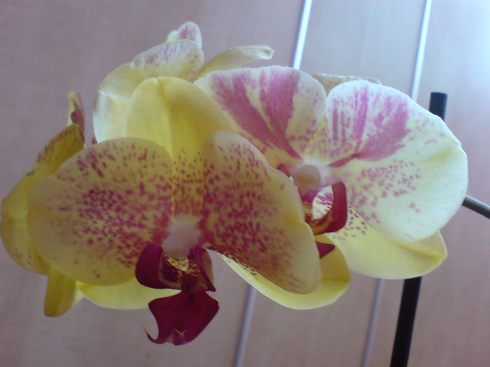 DSC00112 - orhidee