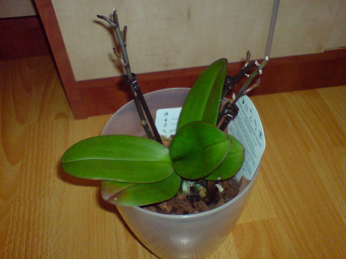 DSC00115 - orhidee
