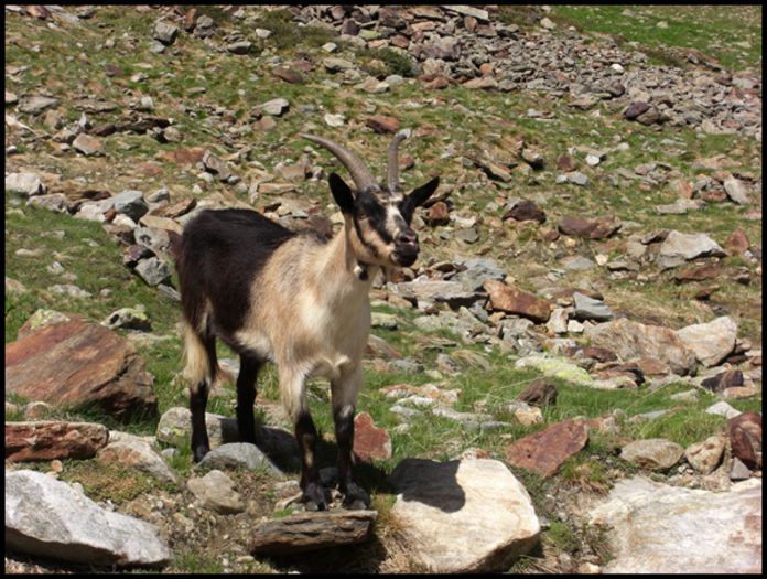 Capra Passiria in munte