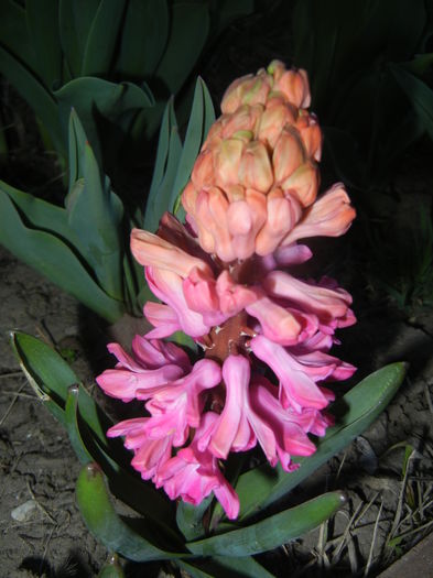 Hyacinth Jan Bos (2015, April 04) - Hyacinth Jan Bos