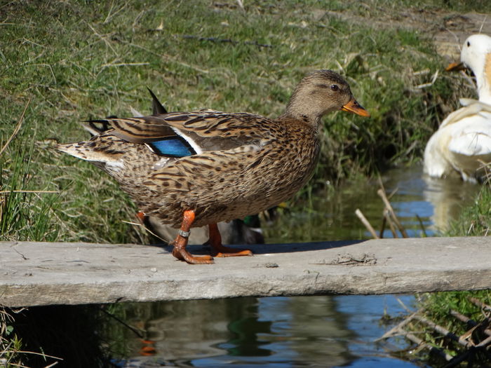 DSC05758 - Rate pitice