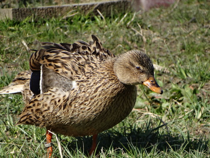 DSC05772 - Rate pitice