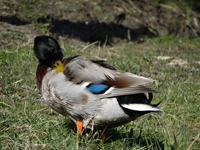 DSC05774 - Rate pitice