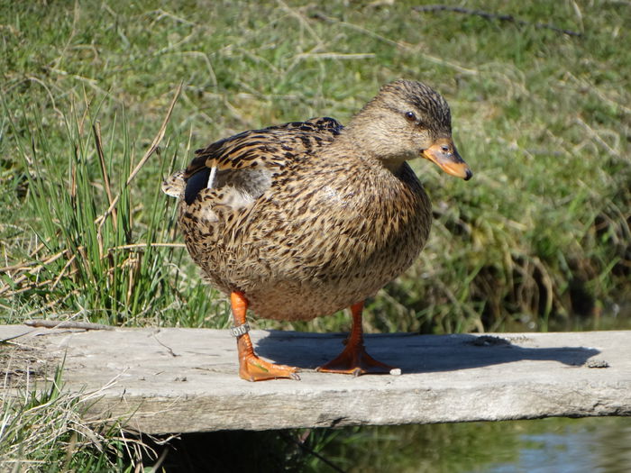 DSC05776 - Rate pitice