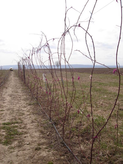 5 aprilie 2015; muri fără ghimpi, legarea de primăvară
