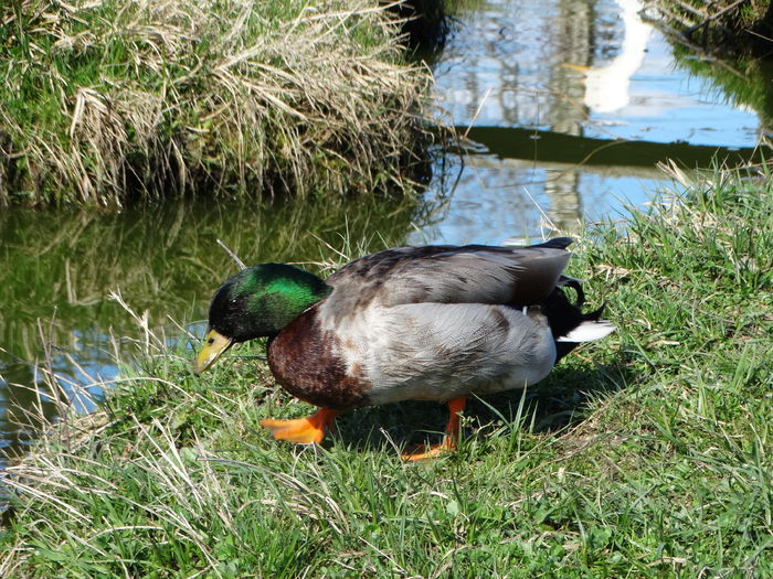 DSC05779 - Rate pitice