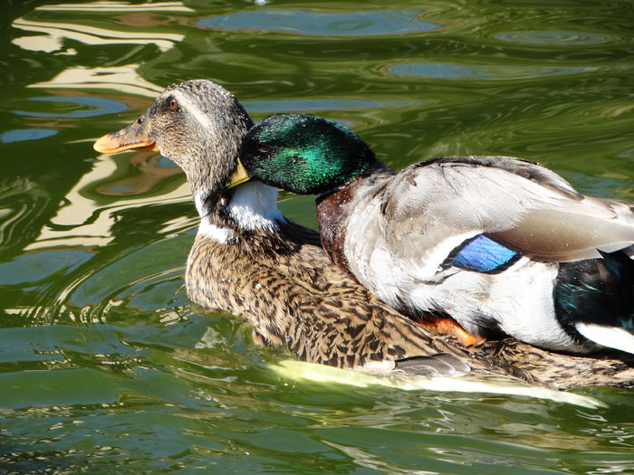 DSC05771 - Rate pitice