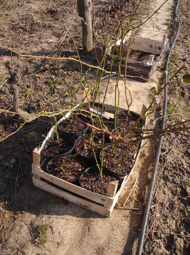 23 mart 2015; Muri pregătiţi de plantare
