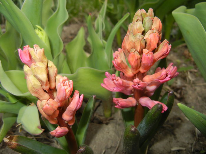 Hyacinth Amsterdam (2015, April 04)