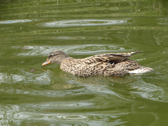 DSC05800 - Rate pitice