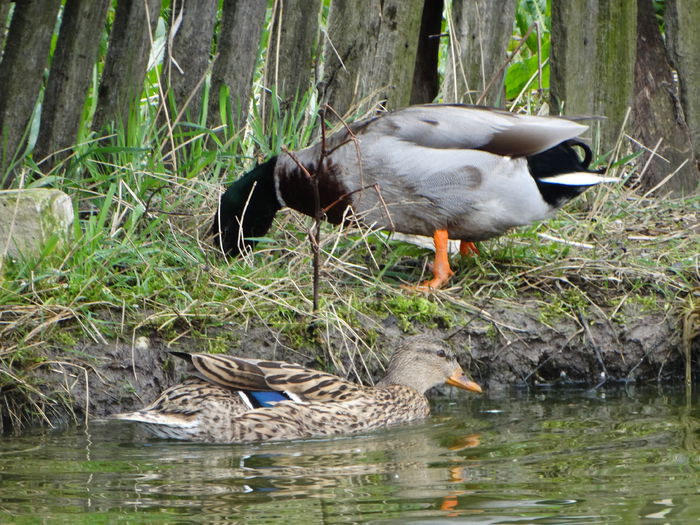 DSC05807 - Rate pitice