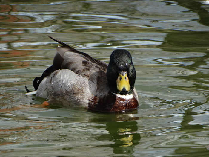 DSC05881 - Rate pitice