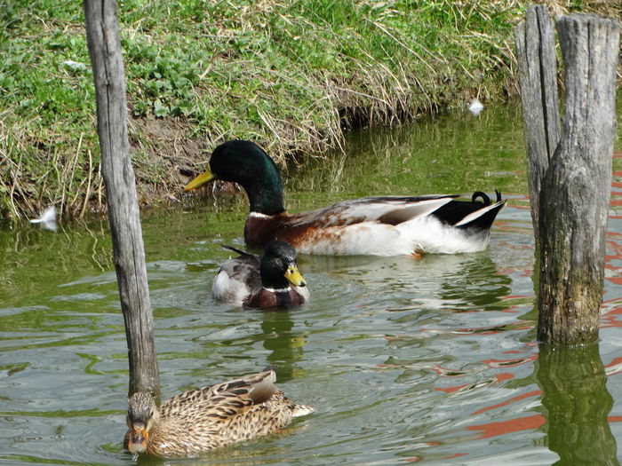 DSC05886 - Rate pitice