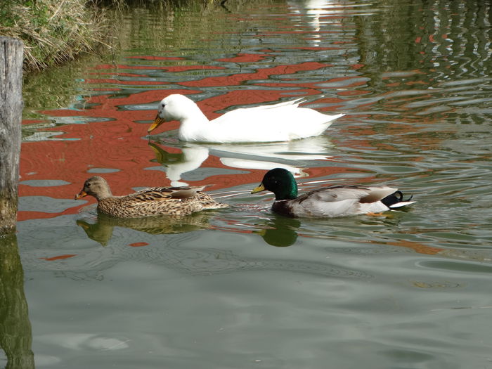 DSC05893 - Rate pitice