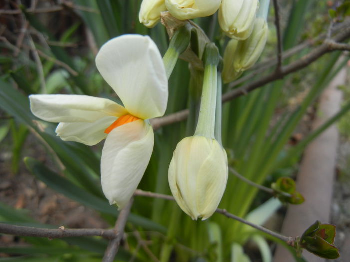 Narcissus Geranium (2015, April 04)
