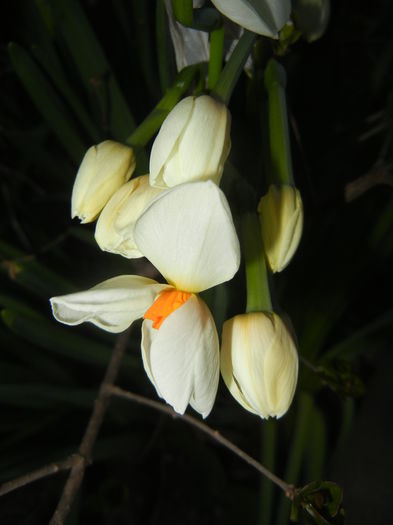 Narcissus Geranium (2015, April 04)