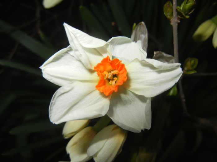 Narcissus Geranium (2015, April 04) - Narcissus Geranium
