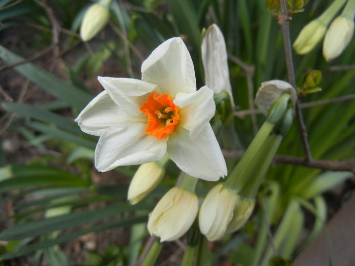 Narcissus Geranium (2015, April 04) - Narcissus Geranium