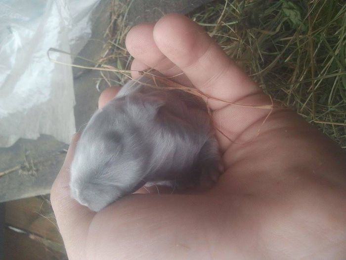 11051262_782939308468915_157281405_n