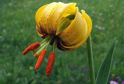 lilium pyrenaicum