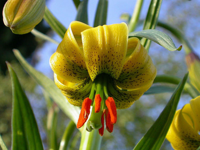 lilium pyrenaicum