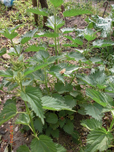 urzica - Gradina Casa si Plante Rare sau Deosebite pentru Sanatate