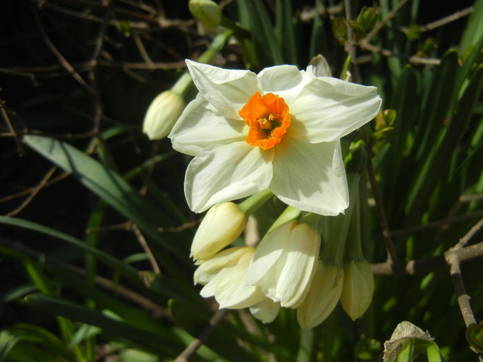 Narcissus Geranium (2015, April 05) - Narcissus Geranium