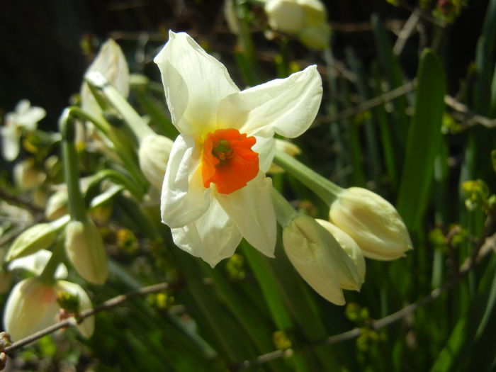 Narcissus Geranium (2015, April 05) - Narcissus Geranium