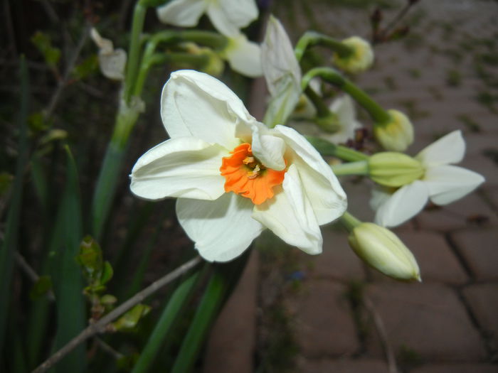 Narcissus Geranium (2015, April 05) - Narcissus Geranium