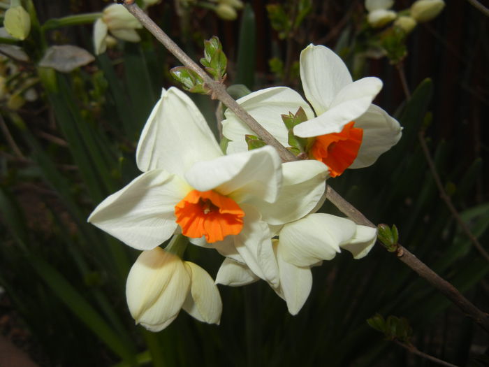Narcissus Geranium (2015, April 05) - Narcissus Geranium