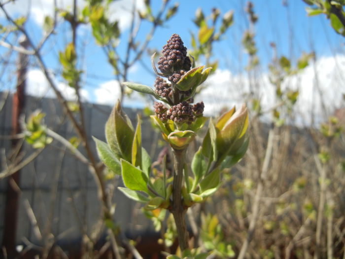Syringa vulgaris_Lilac (2015, April 03)