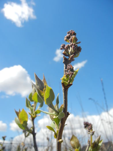 Syringa vulgaris_Lilac (2015, April 03) - Syringa vulgaris Lilac