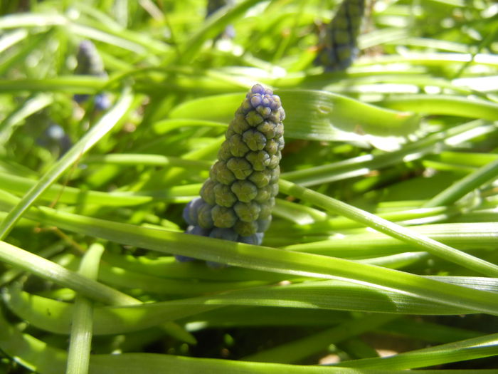 Muscari armeniacum (2015, April 03) - Muscari Armeniacum