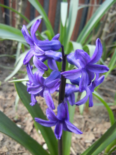 Hyacinth Peter Stuyvesant (2015, Apr.04) - Hyacinth Peter Stuyvesant