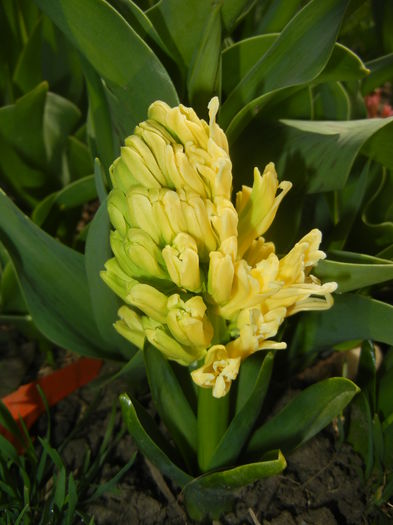 Hyacinth Yellow Queen (2015, April 04)