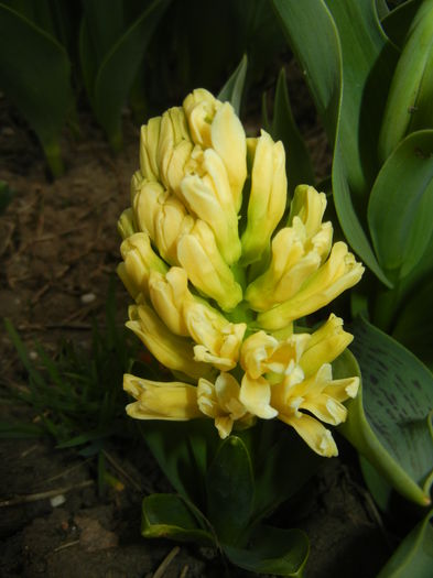 Hyacinth Yellow Queen (2015, April 04)