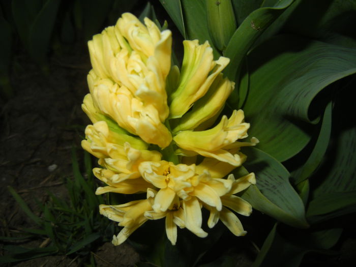 Hyacinth Yellow Queen (2015, April 04)