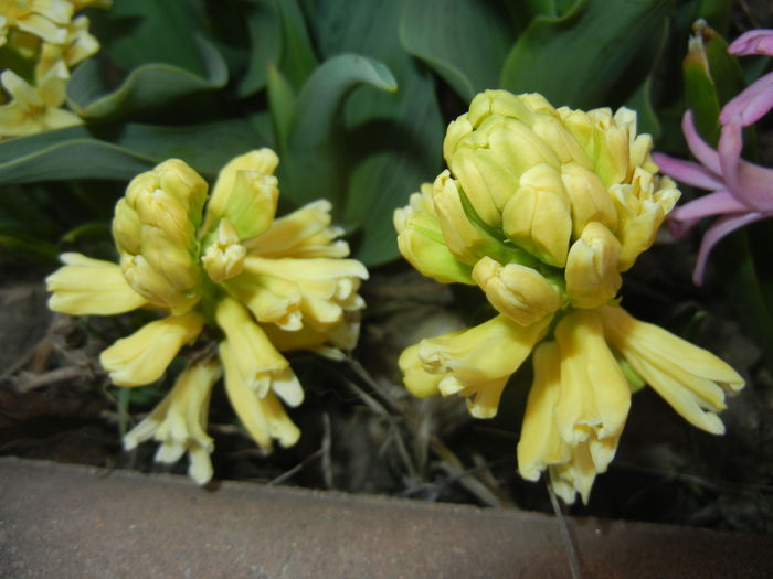 Hyacinth Yellow Queen (2015, April 05)