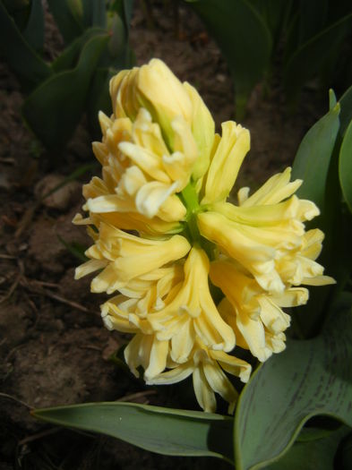 Hyacinth Yellow Queen (2015, April 05)