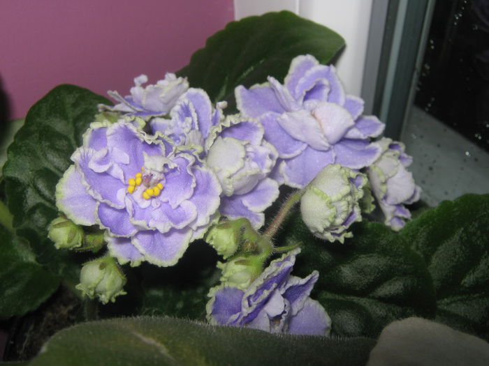 Picture My plants 2602