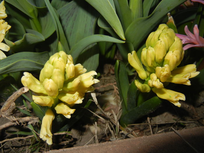 Hyacinth Yellow Queen (2015, April 04)