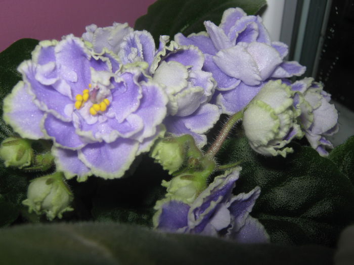 Picture My plants 2603