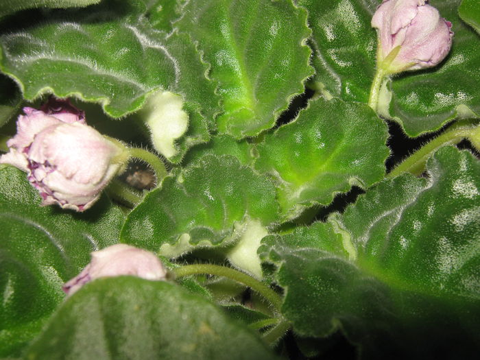 Picture My plants 2604